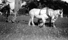 View: c00701 Great Barrow: Ploughing with Horses