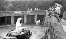 View: c00913 Chester: Polar Bears at Chester Zoo 	