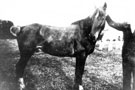 View: c02456 Poynton: Pit Pony at Poynton Colliery 	