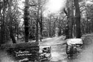 View: c03734 Eastham: The footpath at Eastham Woods 	