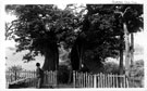 View: c04734 Marton: The Old Oak