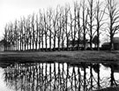 View: c04890 Lindow: Row of Trees 	