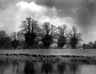 View: c04896 Poynton: Poynton Pool and Park, Old Lime Trees 	